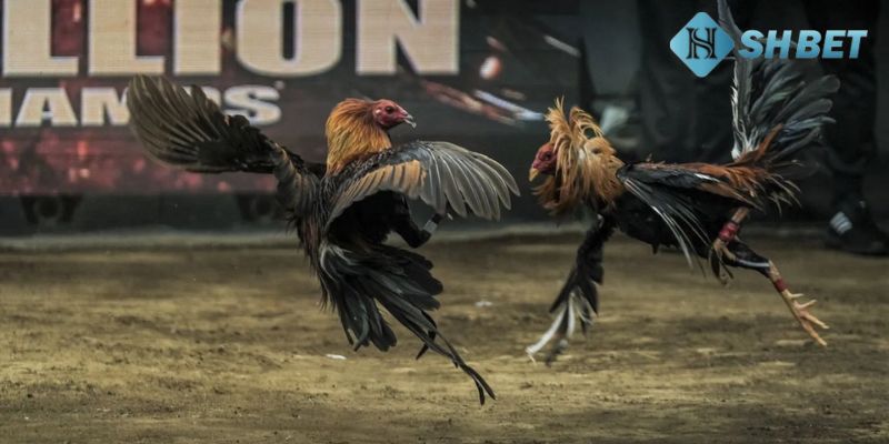 cách đá gà qua mạng