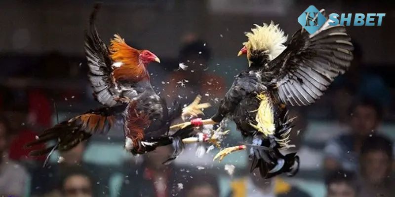 đá gà cựa sắt thomo