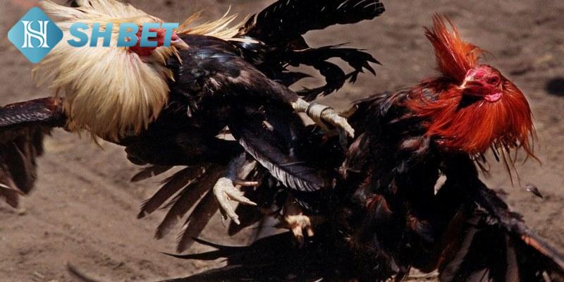 Các hình thức đá gà tại nhà cái phổ biến