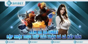 xem đá gà