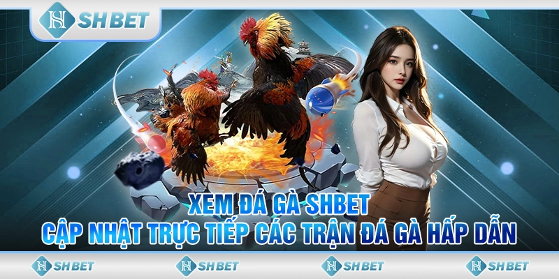 xem đá gà
