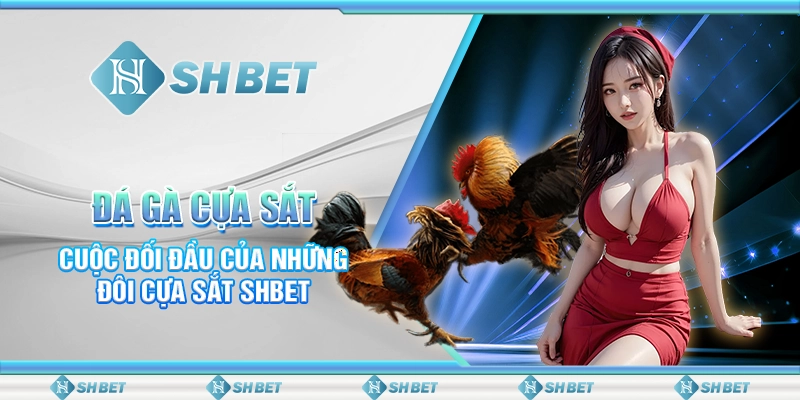 Đá Gà Cựa Sắt- Cuộc Đối Đầu Của Những Đôi Cựa Sắt SHBET