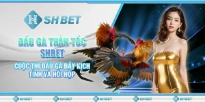 Đấu Gà Thần Tốc SHBET- Cuộc Thi Đấu Gà Đầy Kịch Tính Và Hồi Hộp