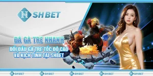 Đá Gà Tre Nhanh- Đối Đầu Gà Tre Tốc Độ Cao Và Kịch Tính Tại SHBET