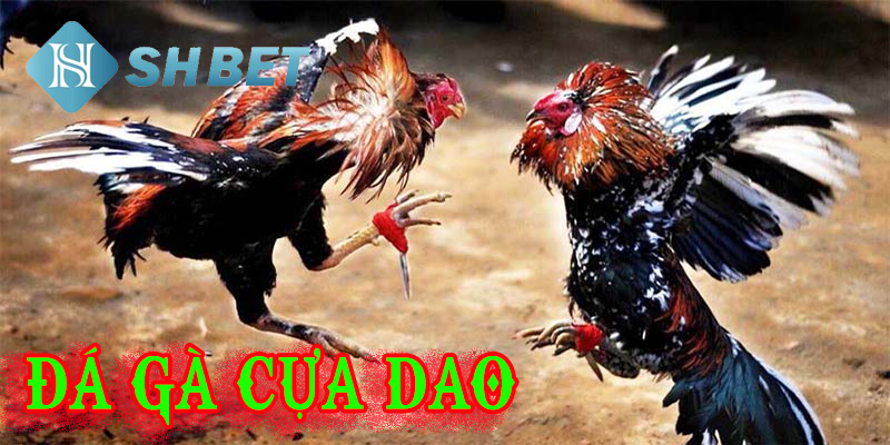 Đá gà đẳng cấp tại SHBET