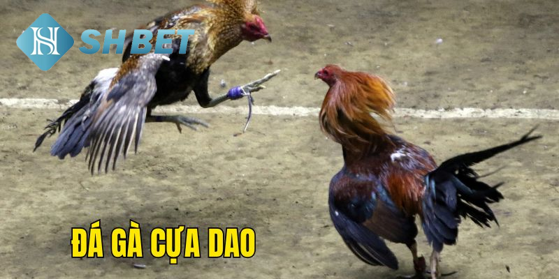 Đem đá gà cựa dao vào bộ game chơi trên nền trực tuyến