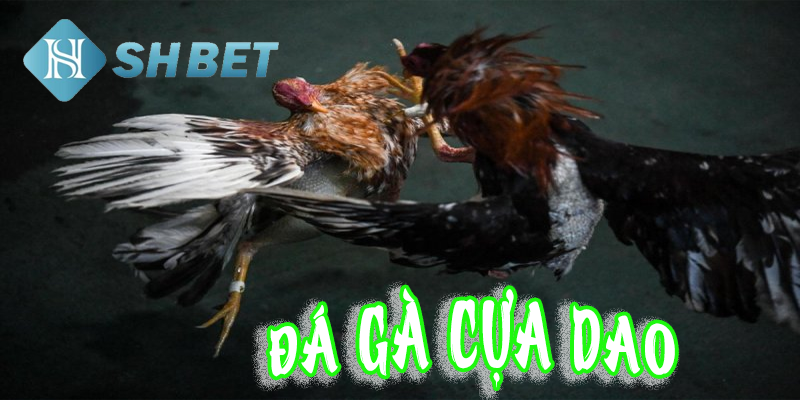 Sự may mắn cùng chiến lược chọn gà tạo nên hấp dẫn trong game