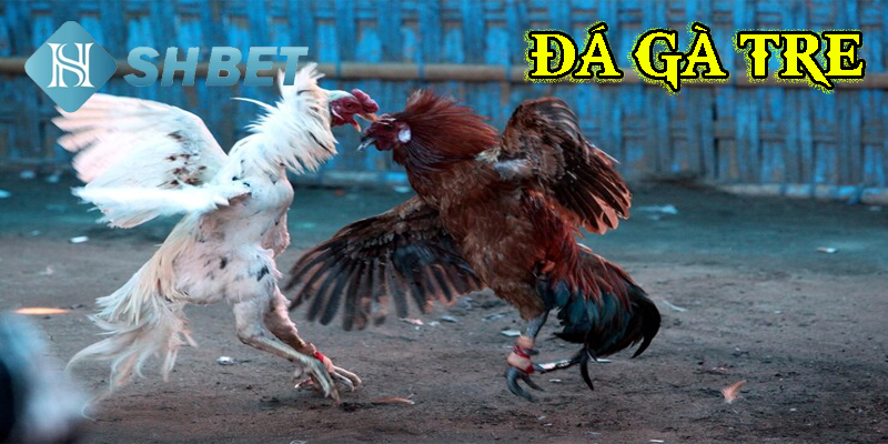 Các chiến kê thi đấu với nhân đôi tốc độ