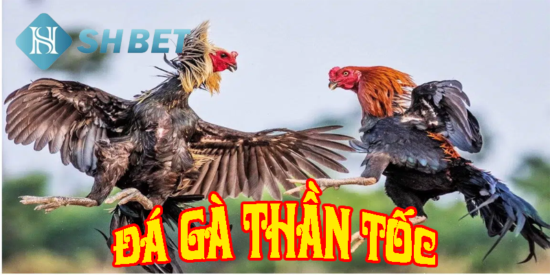 Chiến binh kê dũng mãnh