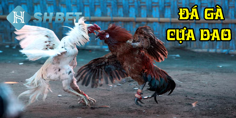 Đá gà cựa dao- thử tài phán đoán cược thủ