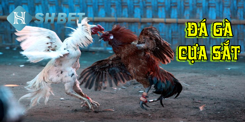 Đá gà cựa sắt- trận cầu kinh điển đáng chờ đón