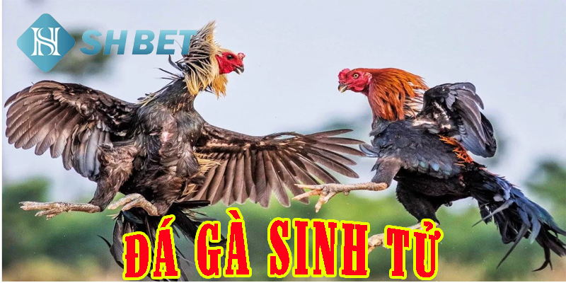 Trải nghiệm game đá gà sinh tử tại SHBET