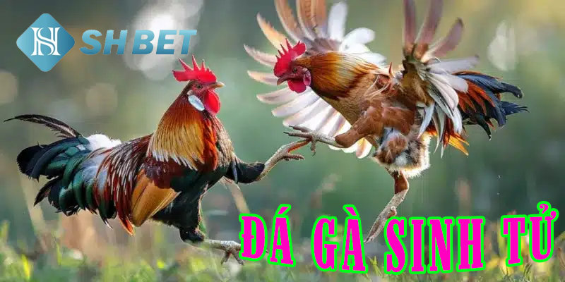 Top 3 lý do người chơi chọn SHBET làm địa điểm chơi đá gà