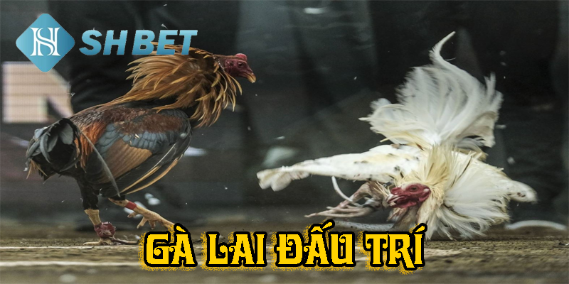 Danh sách từng tham gia của các chiến kê