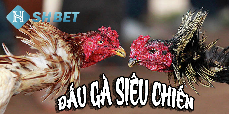 Đặt cược đơn giản, kết quả về nhanh