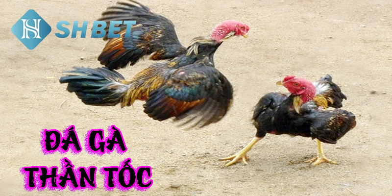 Đấu gà thần tốc- tốc chiến tốc thắng