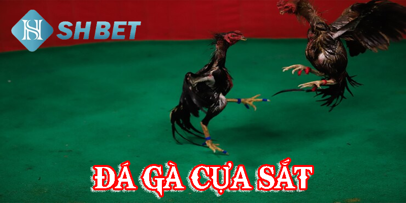 Điểm đến lý tưởng của những trận đấu gà