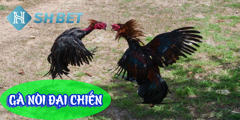 Gay cấn trong từng trận đấu