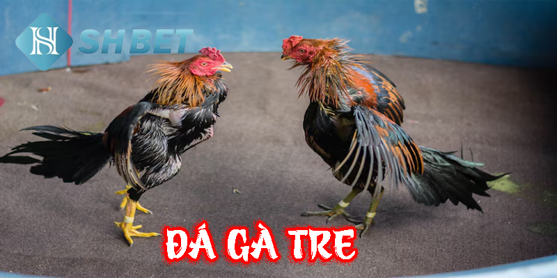Lựa chọn các chiến kê tinh nhuệ