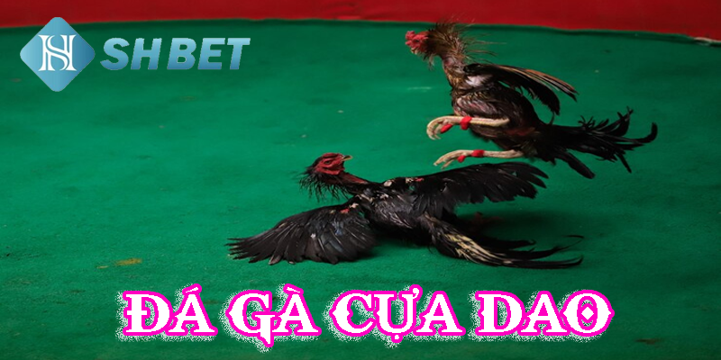 Lựa chọn đấu trường đẳng cấp quốc tế