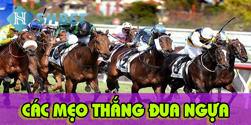 Nắm rõ loại cược trước khi tìm hiểu mẹo thắng đua ngựa