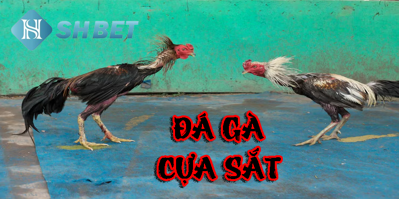 Những chiến kê dũng mãnh