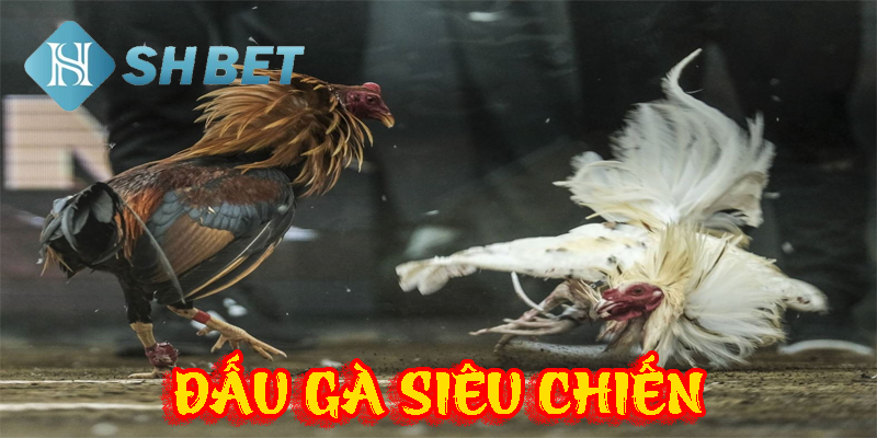 Những trận đấu gà hồi hộp, tới gay cấn