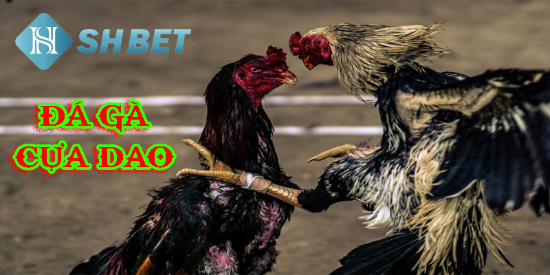 Phân tích thể trạng các chiến kê