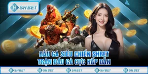 Đấu Gà Siêu Chiến SHBET- Trận Đấu Gà Cực Hấp Dẫn