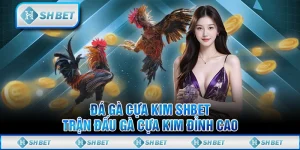 Đá Gà Cựa Kim SHBET - Trận Đấu Gà Cựa Kim Đỉnh Cao