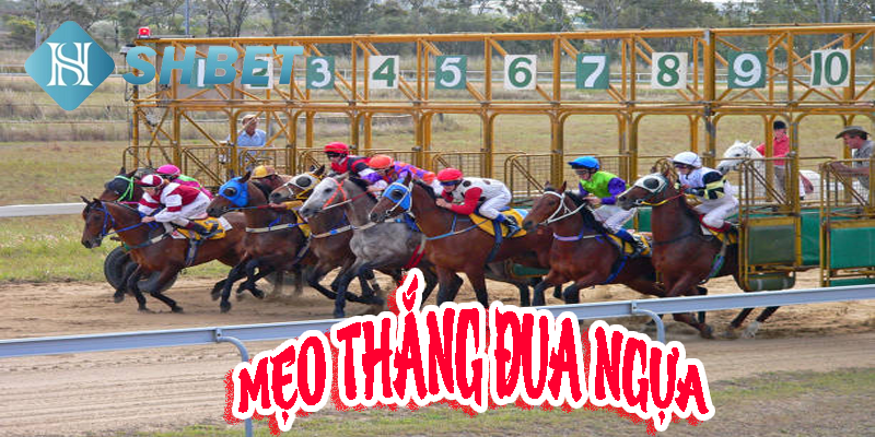 Top 5 mẹo thắng đua ngựa giúp người chơi tự tin cược