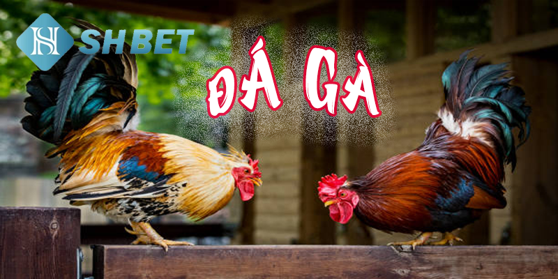 Xem đá gà tại nền tảng game đẳng cấp Châu Á