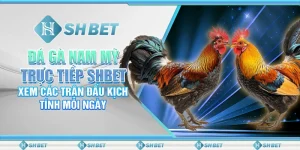 Đá Gà Nam Mỹ Trực Tiếp SHBET – Trận Đấu Kịch Tính Mỗi Ngày