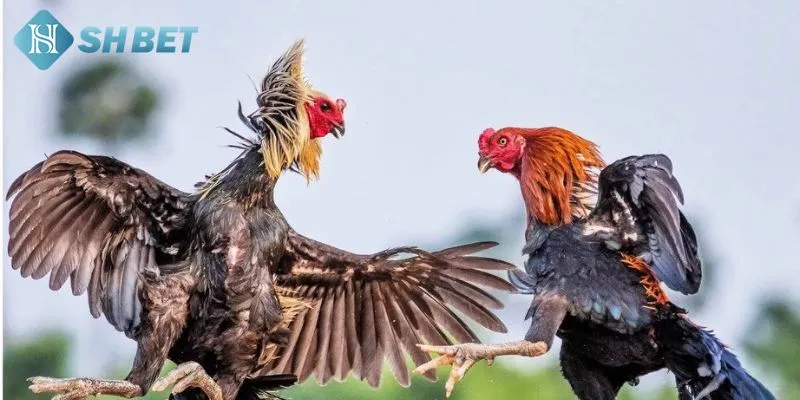 Chi tiết cách tham gia đá gà lông vũ mà bạn nên tham khảo